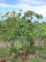 Image result for pachira obrázek