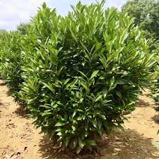 Be it your mom, daughter, bestie, work. Buy Skip Laurel Online Bay Gardens Online Nursery