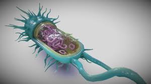 Bacterial Cell Structure 3d Model By Ebers In 2020 Bacterial Cell Structure Cell Structure Cell