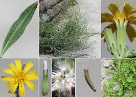 Image result for Emilia juncea