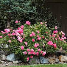 Maybe you would like to learn more about one of these? Rose Rosa Sweet Drift In The Roses Database Garden Org