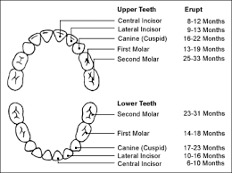 Diagram Of Teeth Numbers Dental Tooth Chart With Numbers