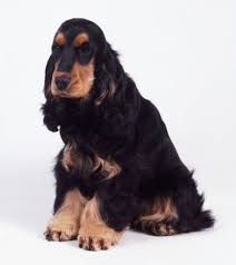 Black And Brown Cocker Spaniel Black And Tan English Cocker Spaniel Sitting English Cocker Spaniel English Cocker Black Cocker Spaniel