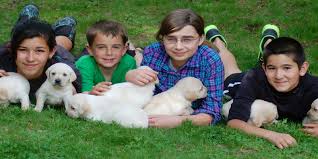 At puppyspot, we pride ourselves on being far more than just a service. Greenview Kennel S Breeding Program Debunks Puppy Mill Stereotypes