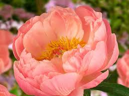Check spelling or type a new query. Peony Fields Timaru New Zealand