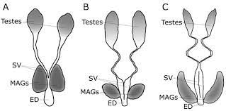 Insects Free Full Text Physiological And Environmental Factors Affecting The Composition Of The Ejaculate In Mosquitoes And Other Insects Html