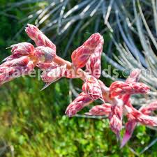 Image result for Pycnostachys coerulea