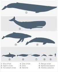 19 best blue whales images blue whale whale sea creatures