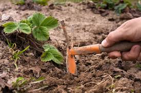 Blade stainless steel weeding knife. What Is A Hand Weeder How Does A Hand Weeder Work And When To Use