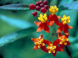 Image result for Asclepias graminifolia