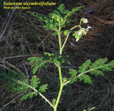 Image result for Solanum sisymbriifolium