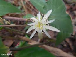 Image result for Dicliptera carvalhoi