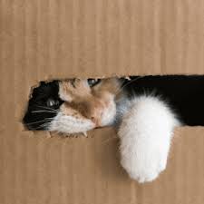 ‪10 Fascinating Facts About Cats - Rowan Vets‬‏