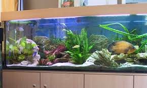 Google Image Result For Http Www Memory Doctor Com Aqua Images Aquarium Jpg Fish Tank Terrarium Aquarium Fish Tank Decorations