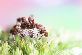 Diese spinne ist die gefährlichste für den menschen. Top 10 Der Coolsten Spinnen
