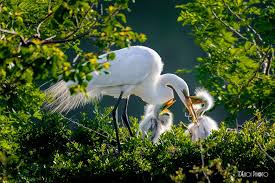 Image result for HÃ¬nh áº£nh cÃ² Äáº­u lÆ°ng trÃ¢u