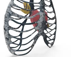 The thoracic cage (rib cage) forms the thorax (chest) portion of the body. Necklace Rib Cage Heart 3d Cad Model Library Grabcad