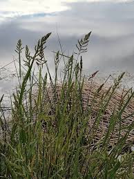 Image result for Habrochloa