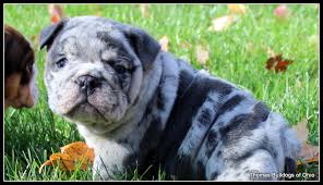 Find the perfect puppy for sale in columbus, ohio at next day pets. English Bulldogs For Sale Ohio