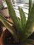 Inside Aloe Vera Plant