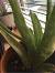 Indoor Aloe Vera Plant Care