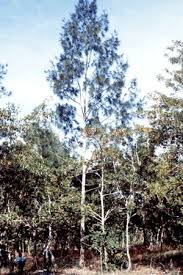 Image result for Casuarina junghuhniana