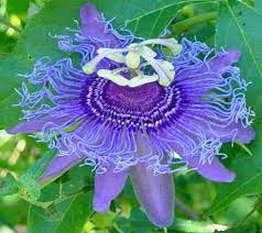 Pin On Flower And Plants