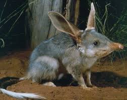 Endangered Species Spotlight Bilby The Featured Creature Endangered Animals Animals Australian Animals
