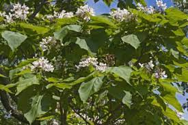 Maybe you would like to learn more about one of these? Hardy Flowering Trees Choosing Flowering Trees For Zone 6 Gardens