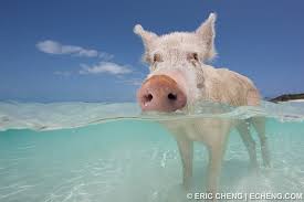 We did not find results for: The Swimming Pigs Of Big Major Cay Bahamas Amusing Planet