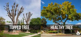 And how can i prune the tree model using cross validation in r? Don T Make This Tree Pruning Mistake To Prune Or Not To Prune Treepeople
