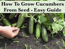 The seeds germinate fast, and will help stave away the beetles. How To Grow Cucumbers From Seed Indoors Starting Seeds Youtube