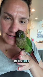 They have such a sibling vibe 😂 #mika #conure #peri #budgie #rescue #birds