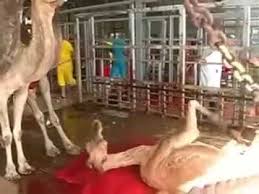 Professional qasai biggest camel qurbani. Camel Qurbani In Saudi Arabia Youtube