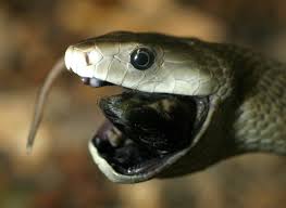 If the snake was poisonous it would win. Black Mamba Vs King Cobra Fight Comparison Who Will Win