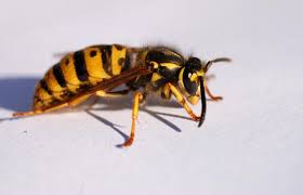 Cut the dead leaves off, pop the plant in a greenhouse (or under a clear plastic bag), and leave it somewhere with medium to bright my pest treatment of choice is king hit by the bug boss. Pest Control Bed Bug Extermination Cost Clifton Nj