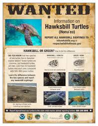 A olive ridley sea turtle. Hawksbill Sea Turtles Hawai I Wildlife Fund