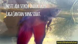 Pembelian ikan laga boleh whatsapp wa.me/60164253213 join talegram t.me/joinchat/87q5m2xizpzkmje9. Cara Biak Ikan Laga Cara Breed Ikan Laga Youtube