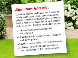 Schneiden sie ihre hecke am besten, wenn es bewölkt ist. Heckenschnitt So Schneiden Sie Ihre Hecke Bauhaus