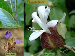 Image result for Acanthaceae