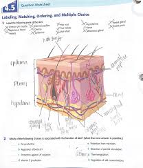 Check spelling or type a new query. 4 5 Label The Following Parts Of The Skin Which Of Chegg Com