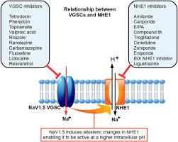 Image result for Sodium Channel Blocker
