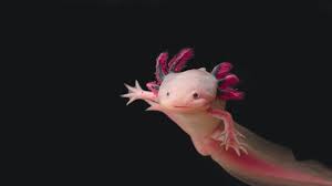 Among us coloring pages print for free. Axolotl Planet Posts Facebook