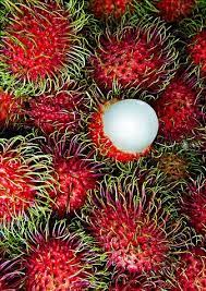 Fruit and veg fruits and vegetables fresh fruit weird fruit strange fruit unusual plants exotic plants fruit flowers fruit trees. Pin De Mattea Legere Em Insane Veggies Plantae Frutas Tropicais Frutas Exoticas