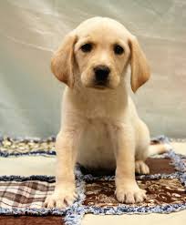 Visit petsmart's everyday dog or cat adoption centers or, at select locations, adopt a variety of small pets or reptiles. Nashville Tn Golden Retriever Meet Major A Pet For Adoption