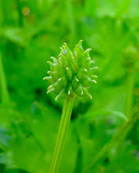 Image result for Ranunculus raeae