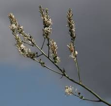 Image result for Chlorophytum krookianum