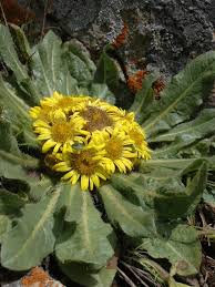 Image result for Inula mannii