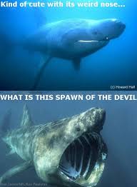 Basking Sharks Oh Yes Sharks Funny Animal Jokes Funny Shark Pictures