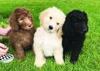 Apricot & Cream Standard Poodles and Poodle Puppies For ...
